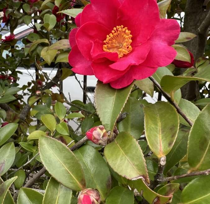 寒椿が咲きました